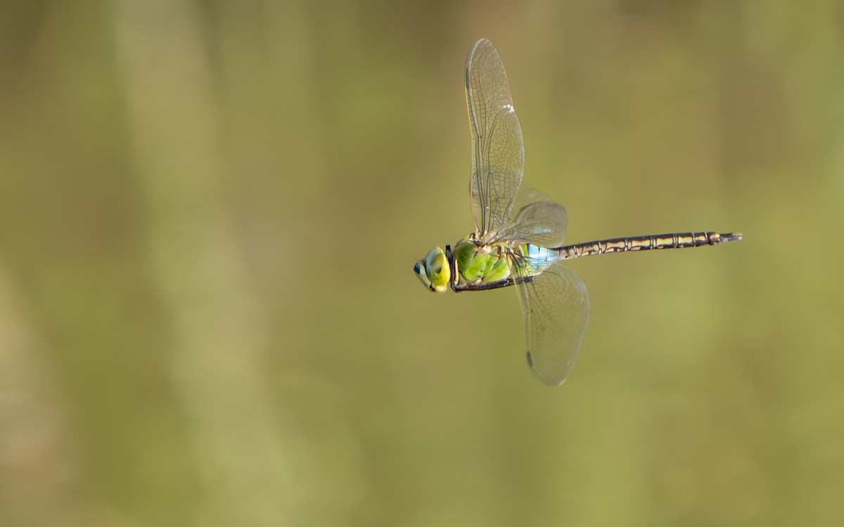 Insects - ML644995885