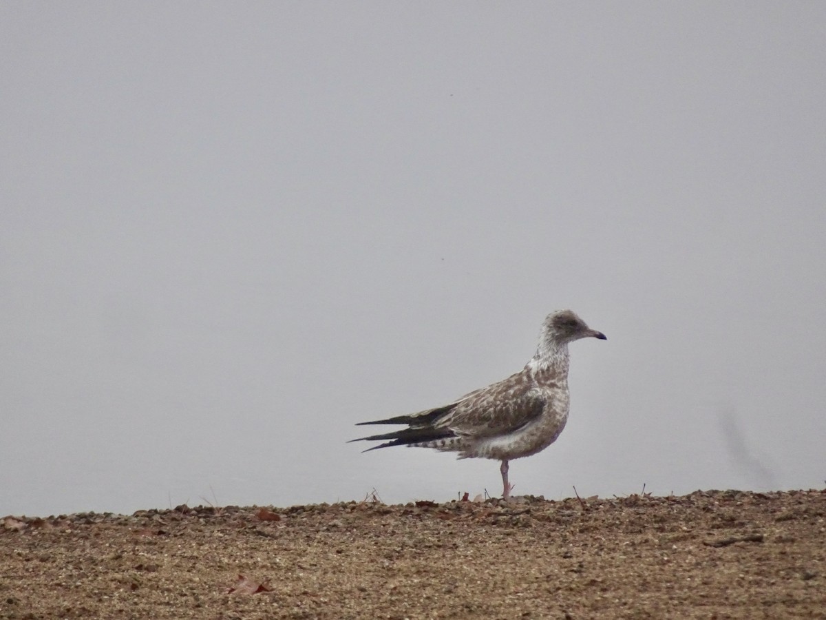 Ring-billed Gull - ML644995903