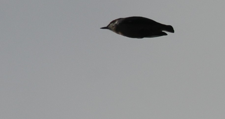 Trepador Cabecipardo - ML644995963