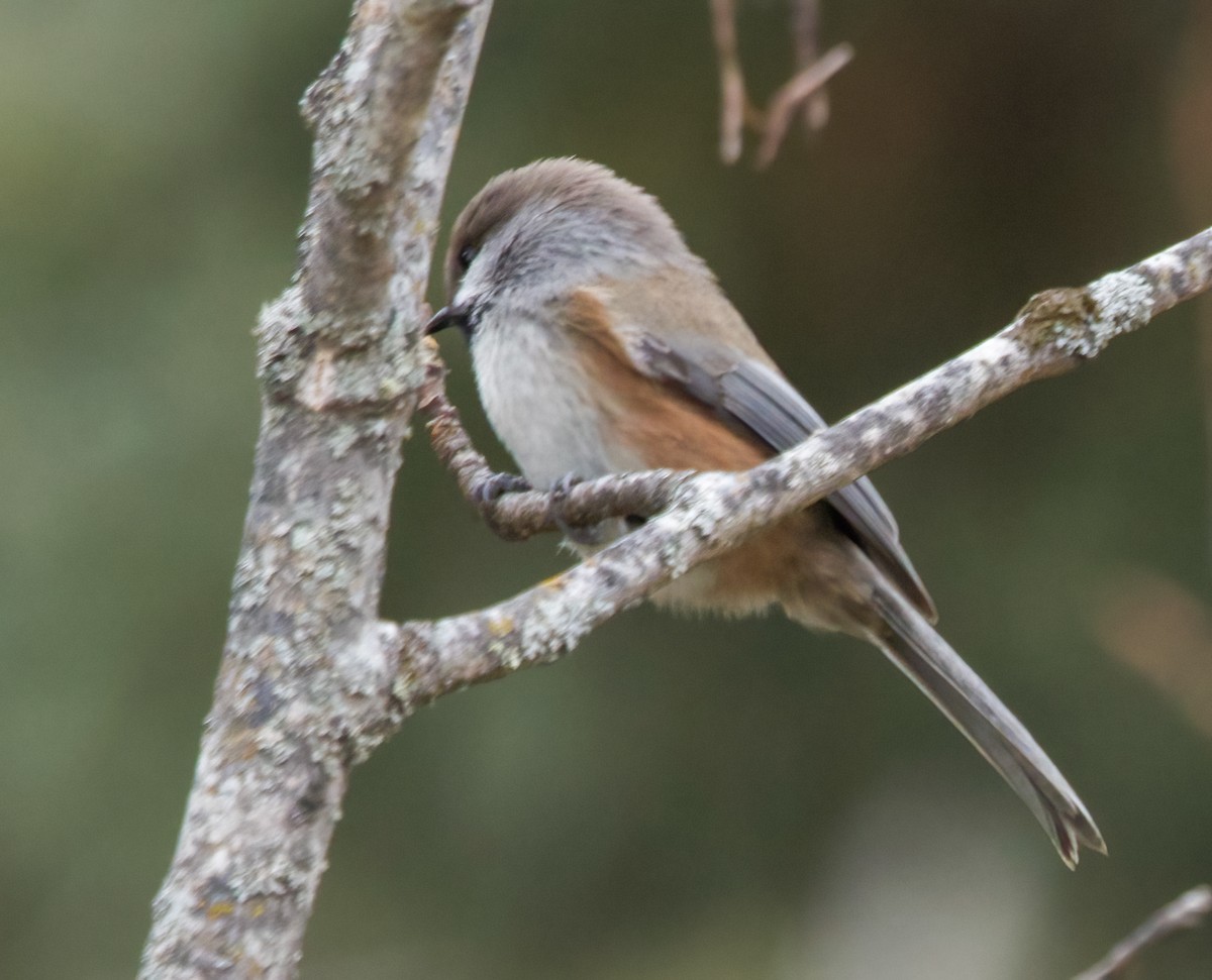 Boreal Chickadee - ML644996018