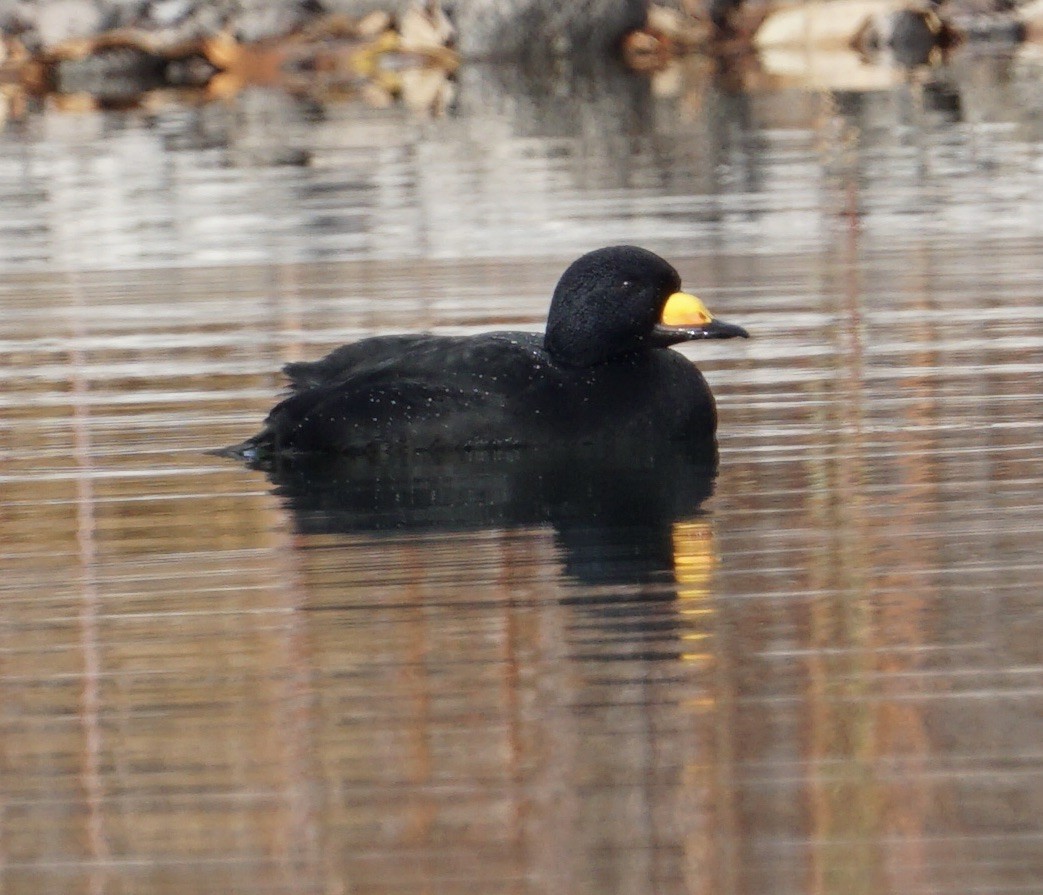 Black Scoter - ML644996032