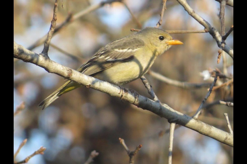 Western Tanager - ML644996038