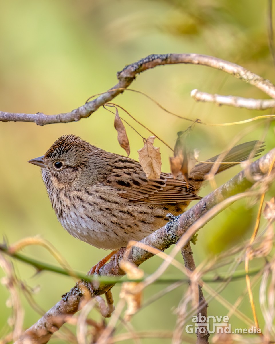 ヒメウタスズメ - ML644996039