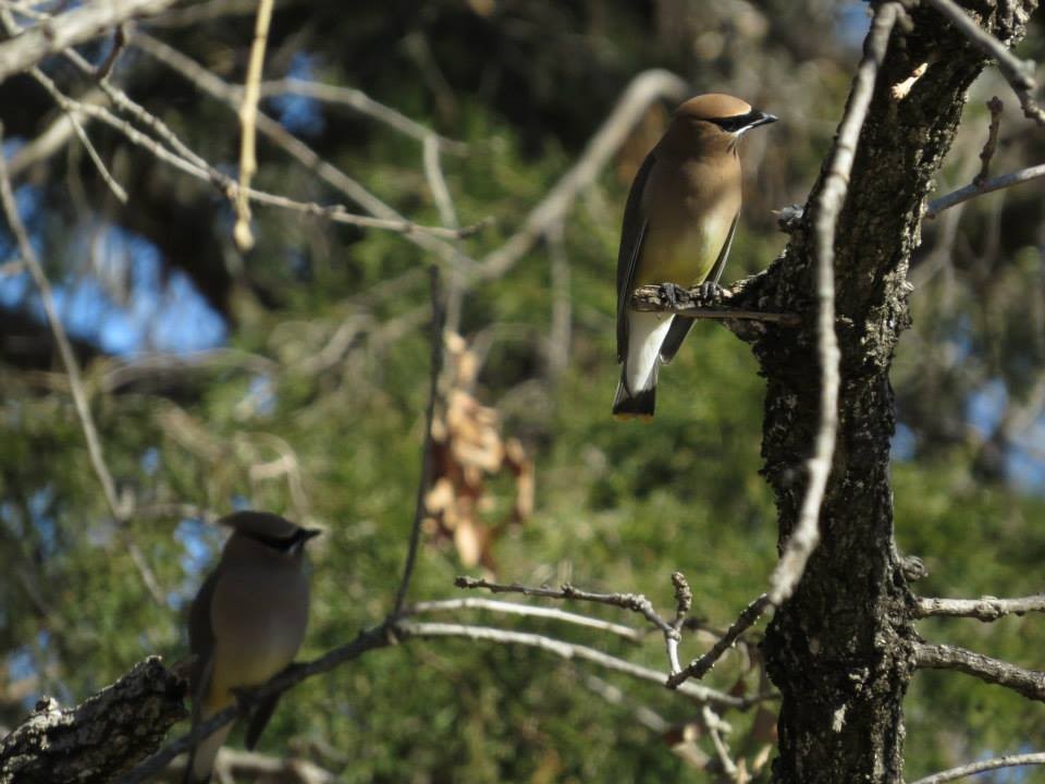 Cedar Waxwing - ML644996054