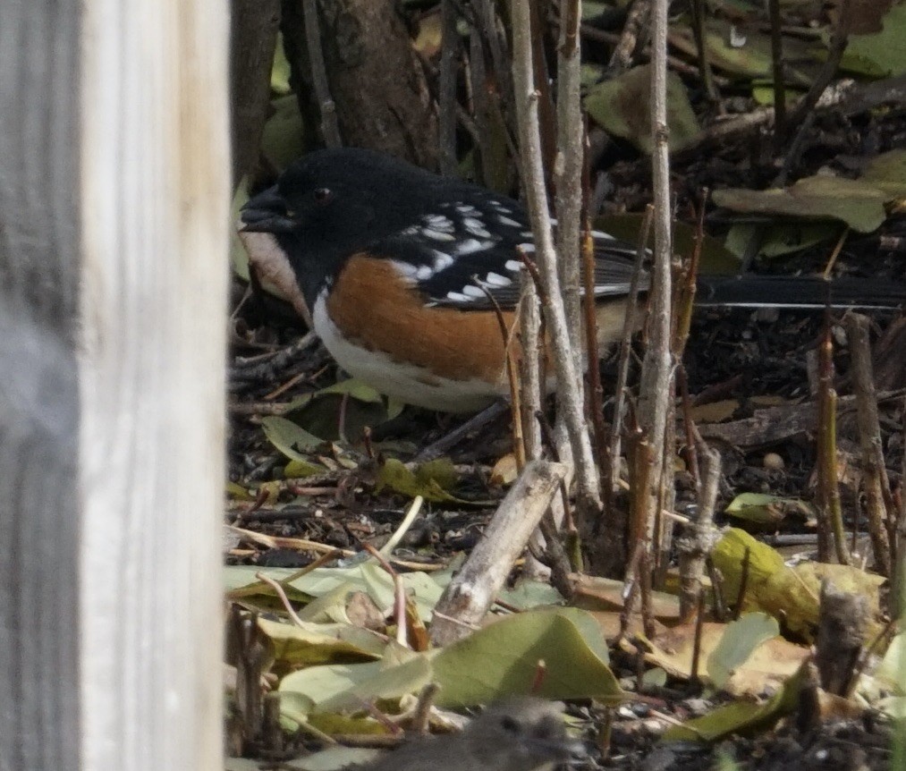 Spotted Towhee - ML644996061