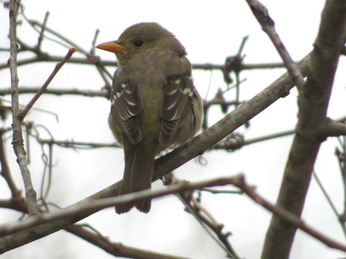 Western Tanager - ML644996063
