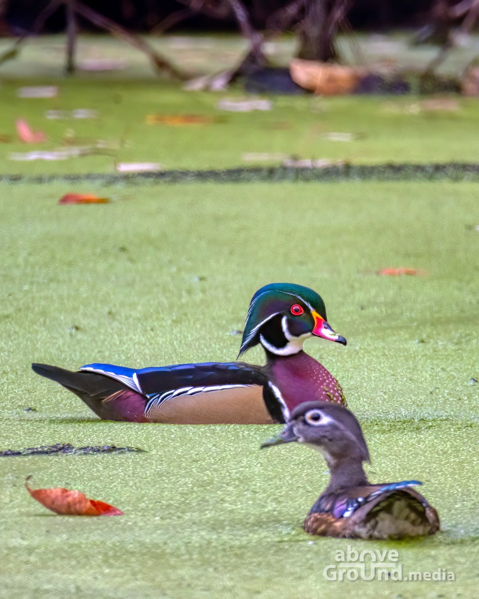 アメリカオシ - ML644996069