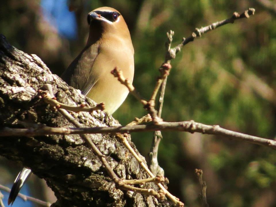 Cedar Waxwing - ML644996082
