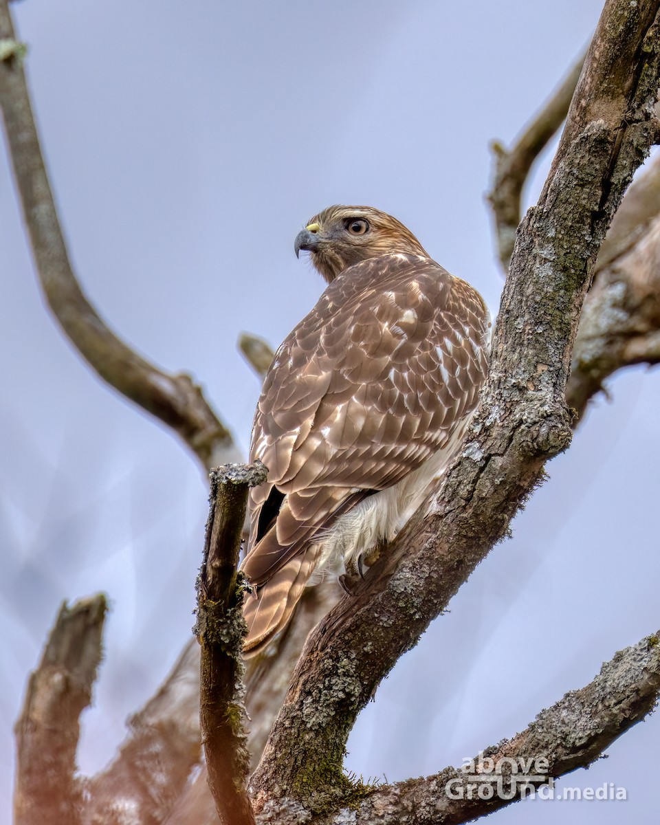 カタアカノスリ - ML644996085