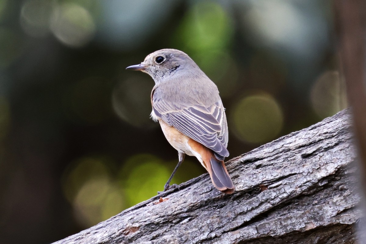 Common Redstart - ML644996097