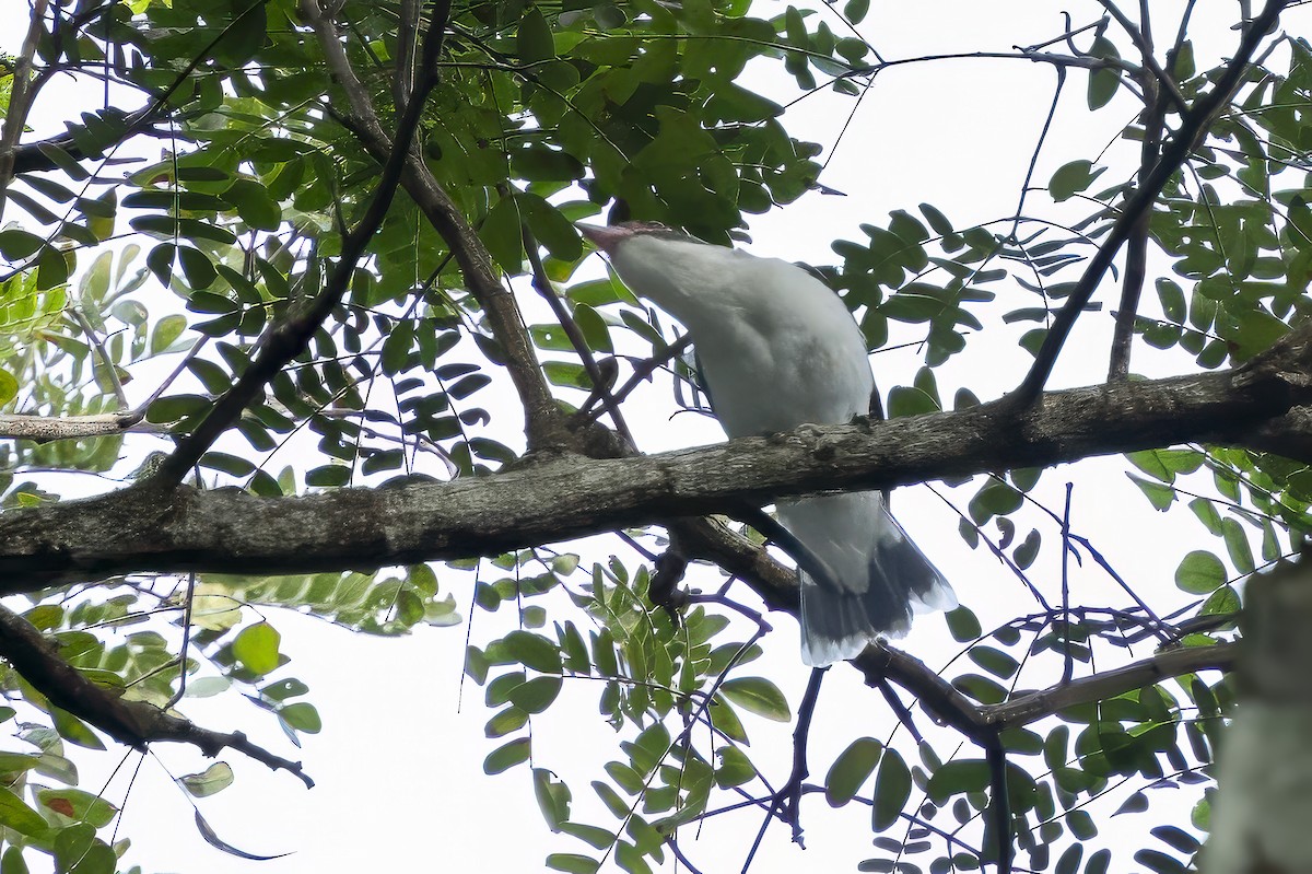 Masked Tityra - ML644996101