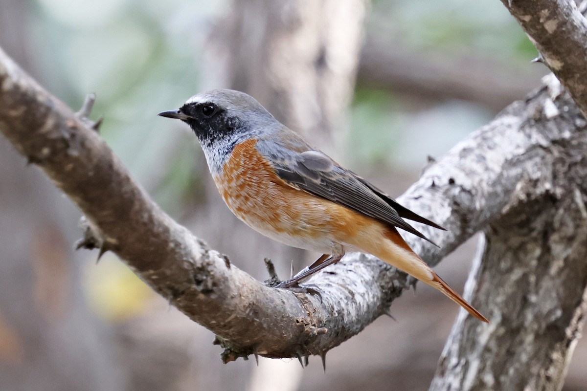 Common Redstart - ML644996107