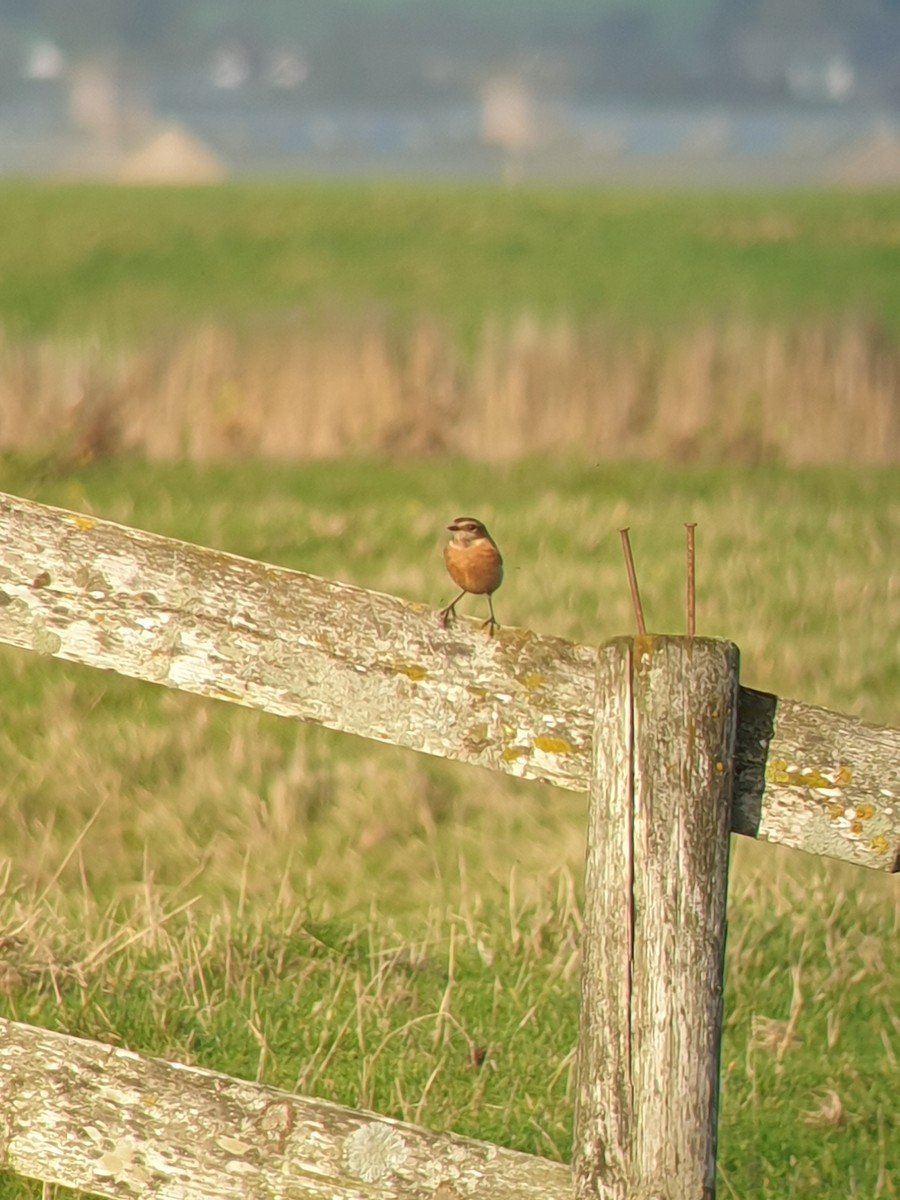 European Stonechat - ML644996116