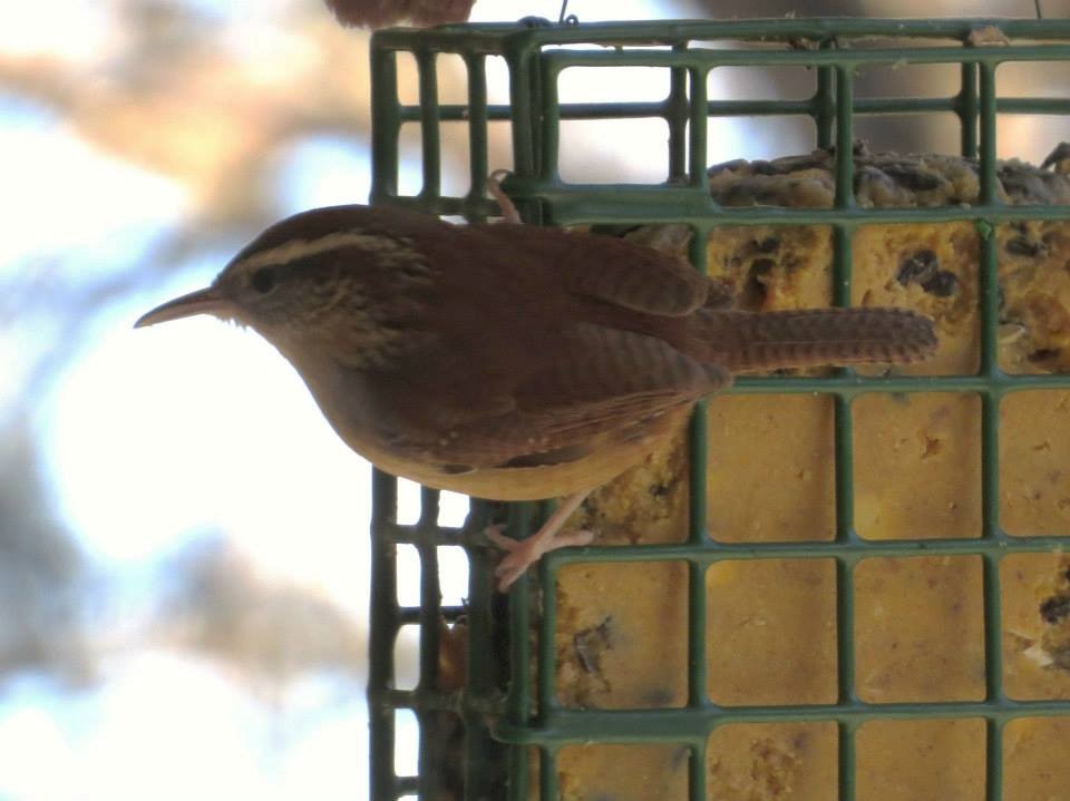 Carolina Wren - ML644996118