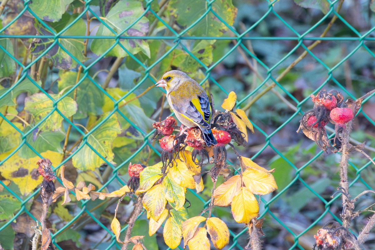 European Greenfinch - ML644996126