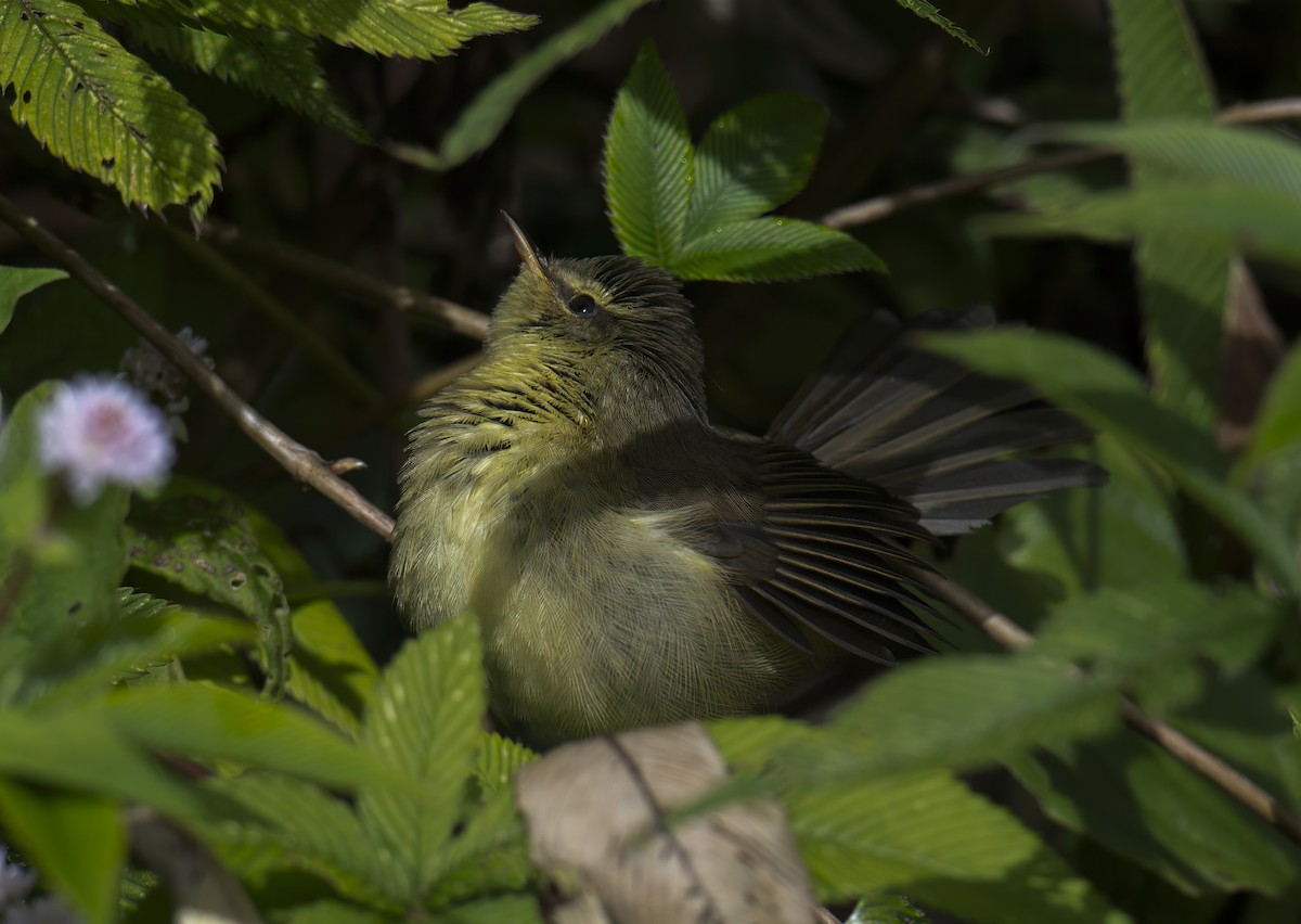 Tickell Çıvgını - ML644996171