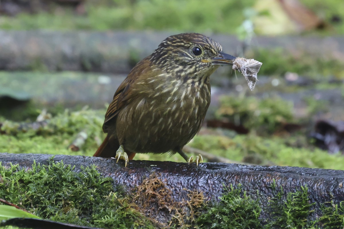 Lineated Foliage-gleaner - ML644996175