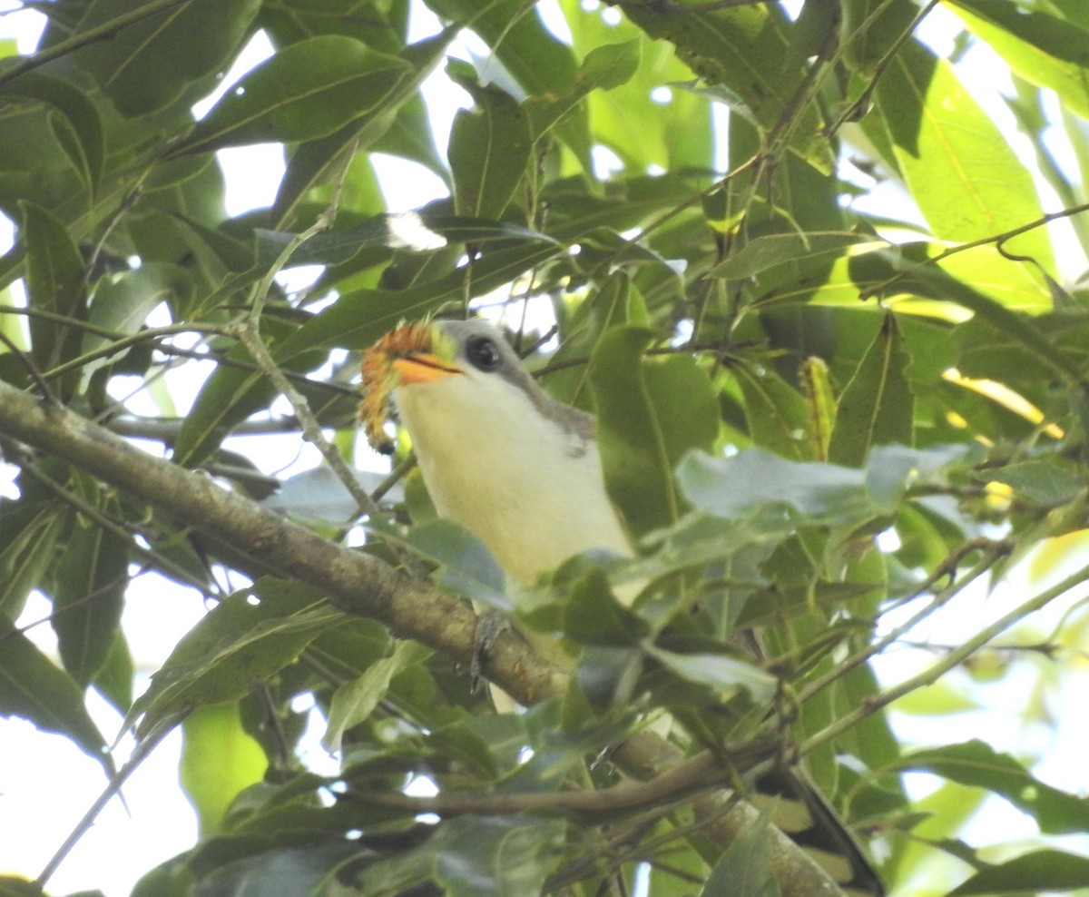 Coulicou d'Euler - ML644996176