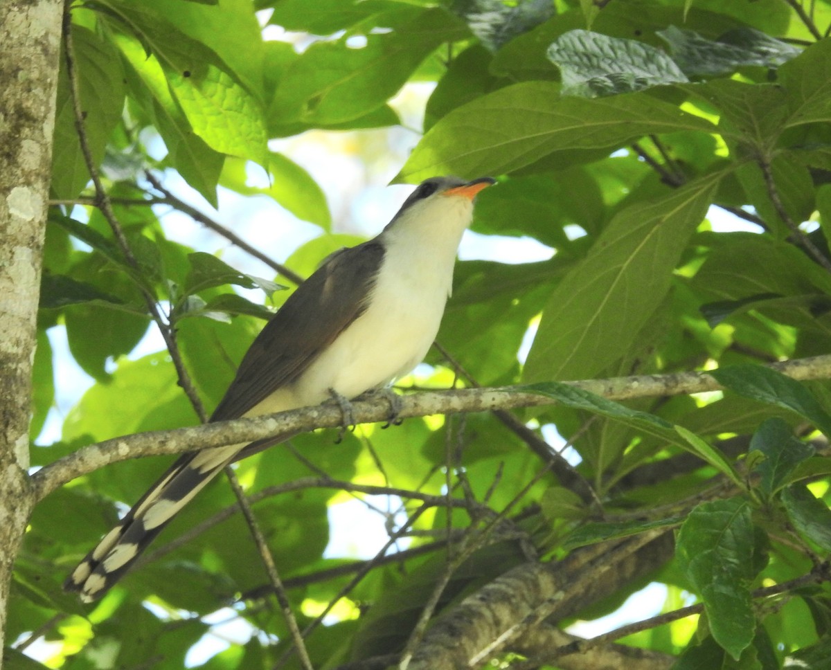 Coulicou d'Euler - ML644996177