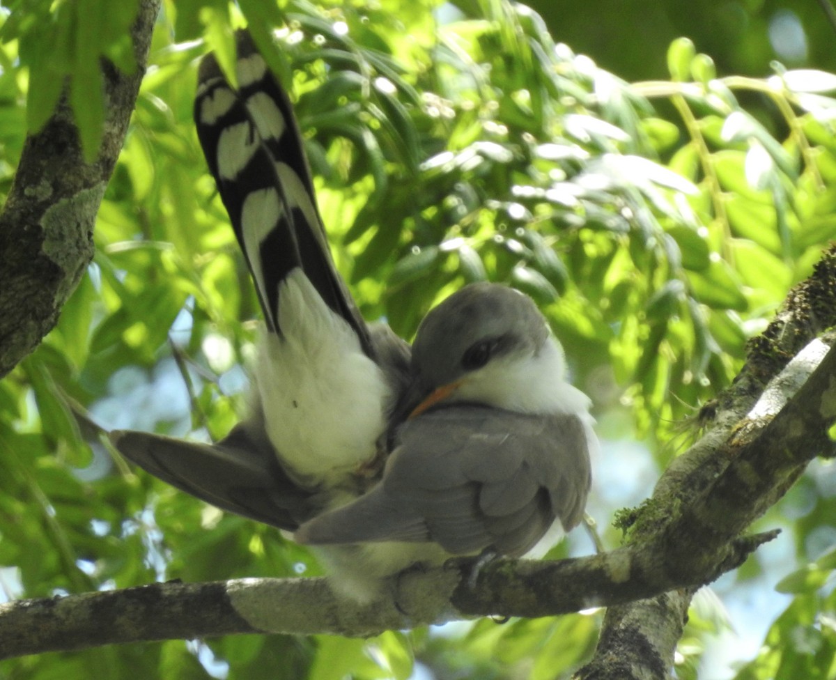 Coulicou d'Euler - ML644996178