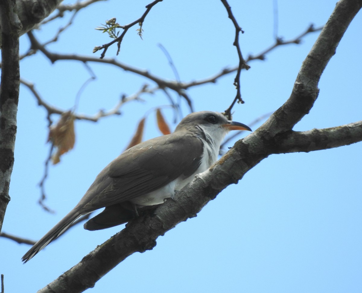 Coulicou d'Euler - ML644996179