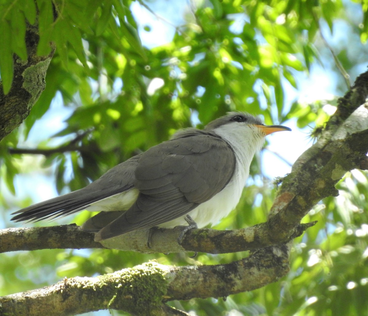 Coulicou d'Euler - ML644996180