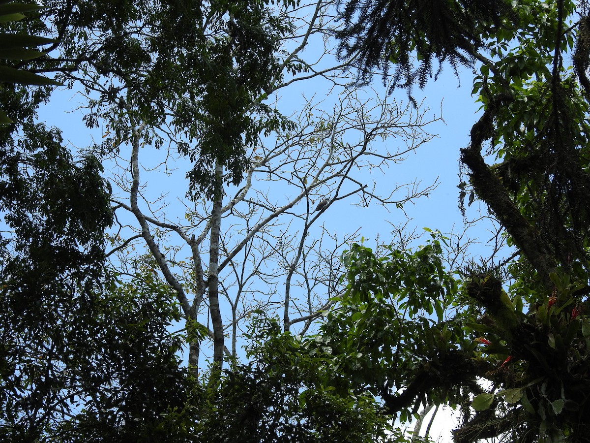 Coulicou d'Euler - ML644996181