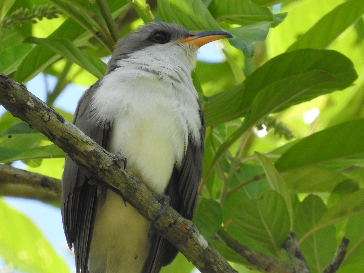 Coulicou d'Euler - ML644996182