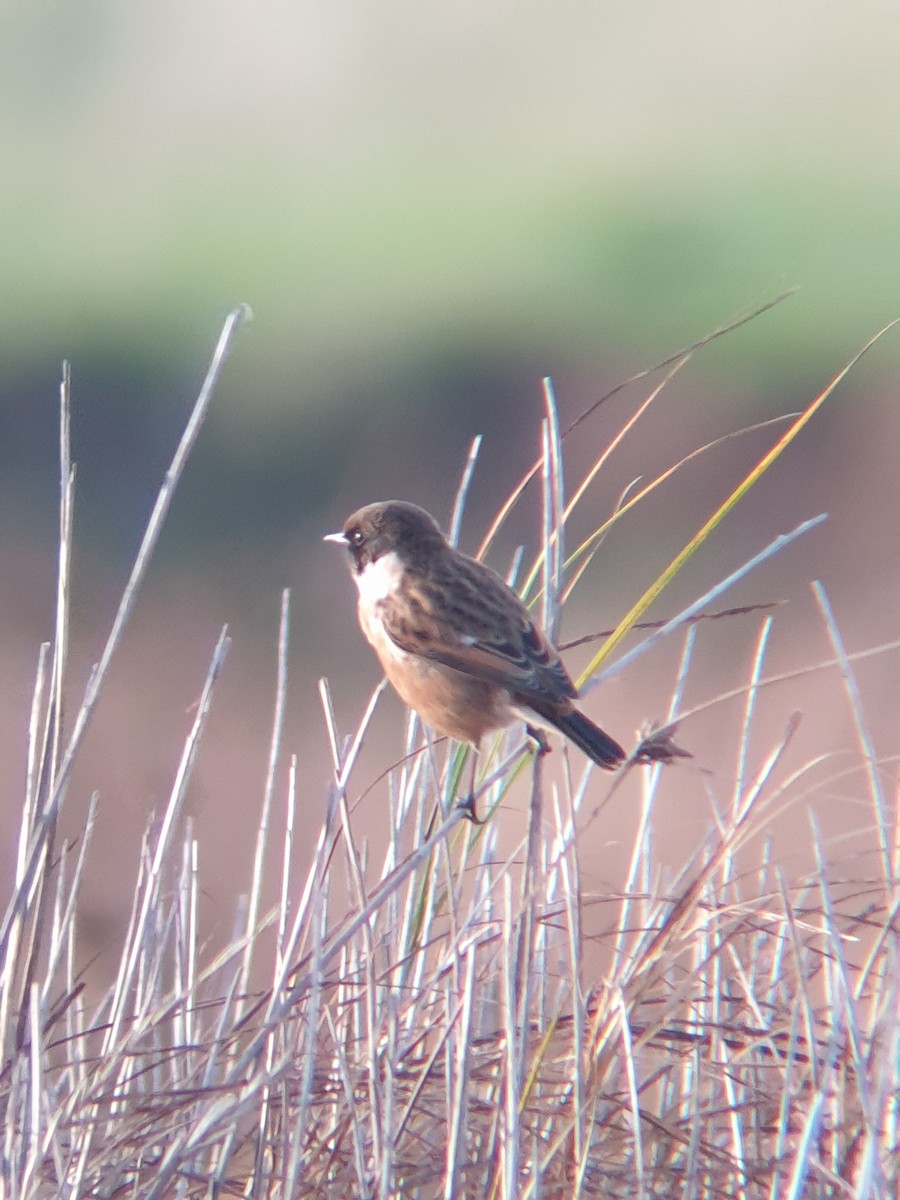 European Stonechat - ML644996201