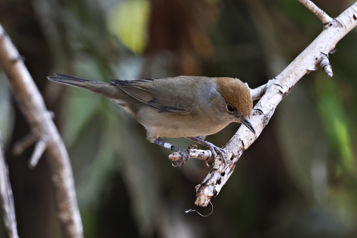 Eurasian Blackcap - ML644996211