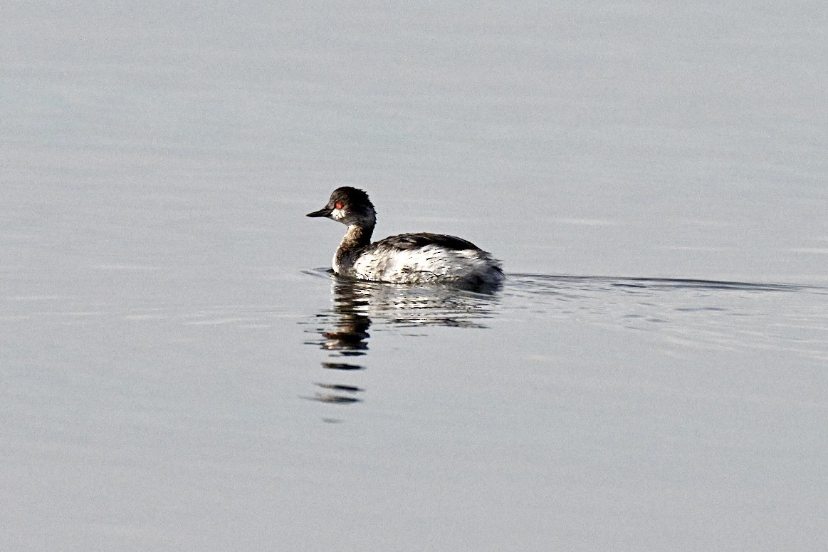 potápka černokrká - ML644996212