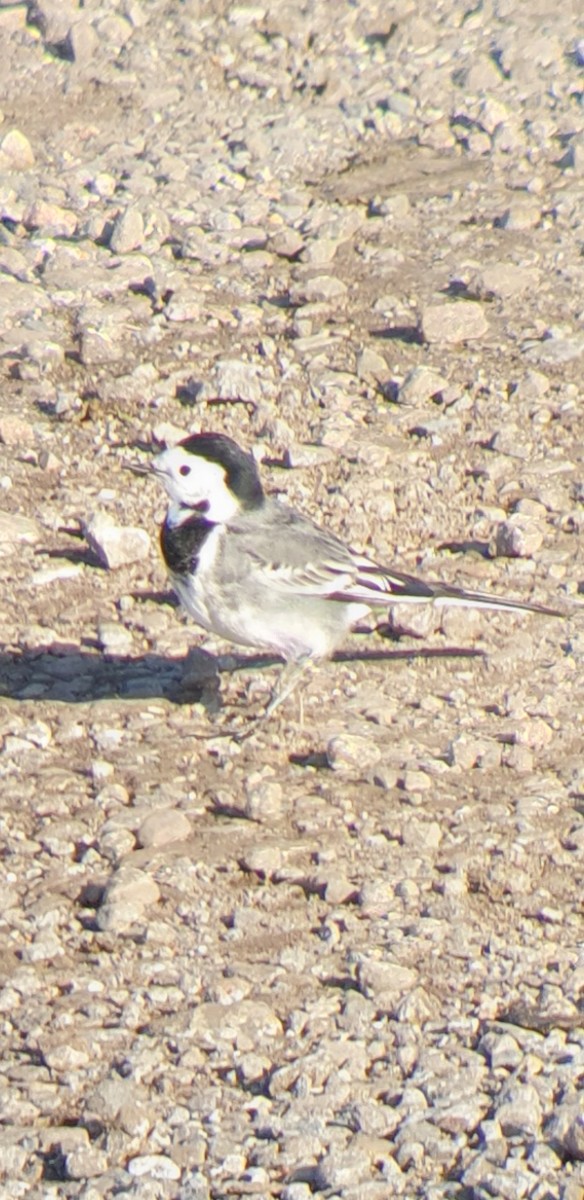 White Wagtail (British) - ML644996227