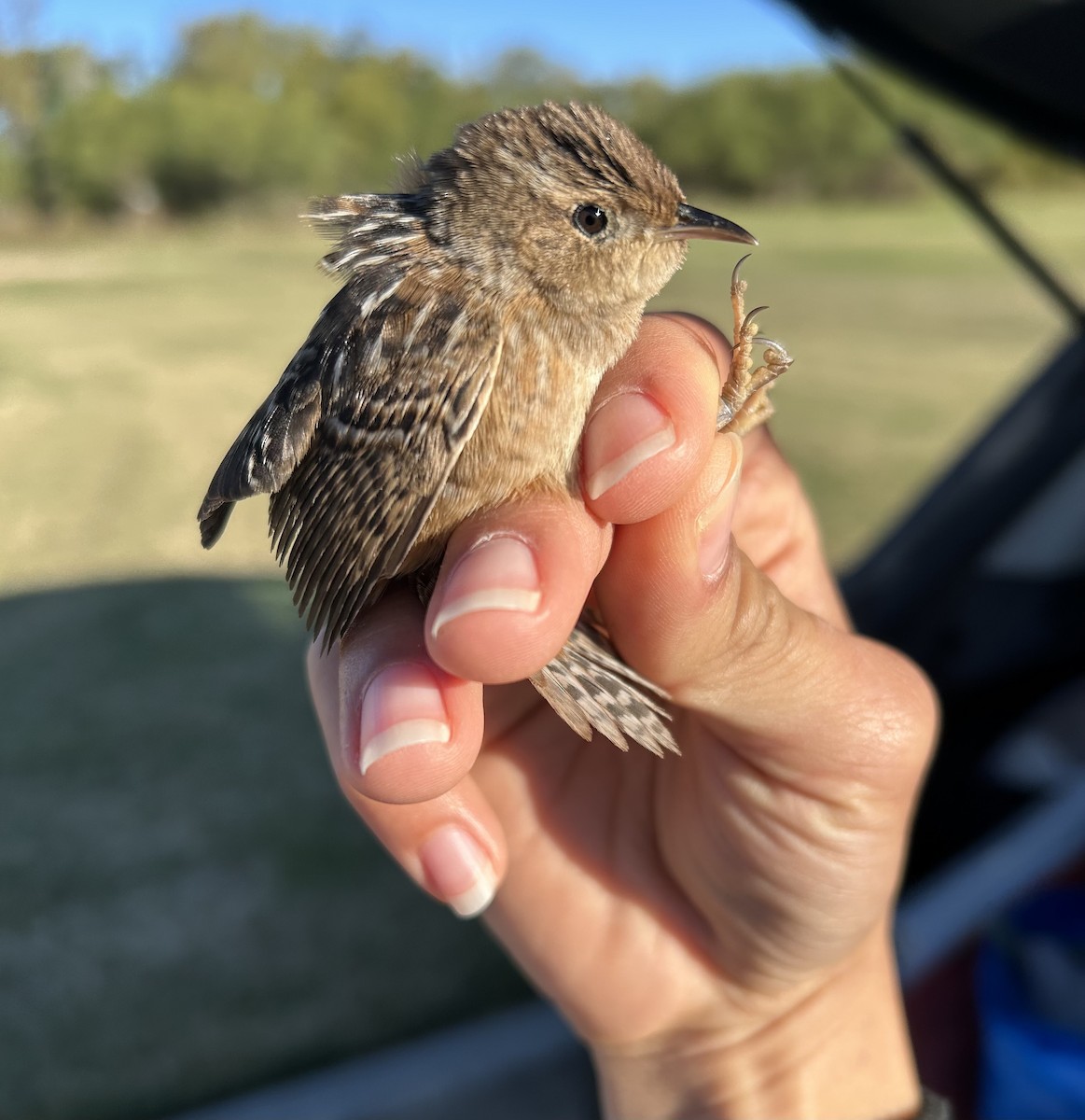 Sedge Wren - ML644996233