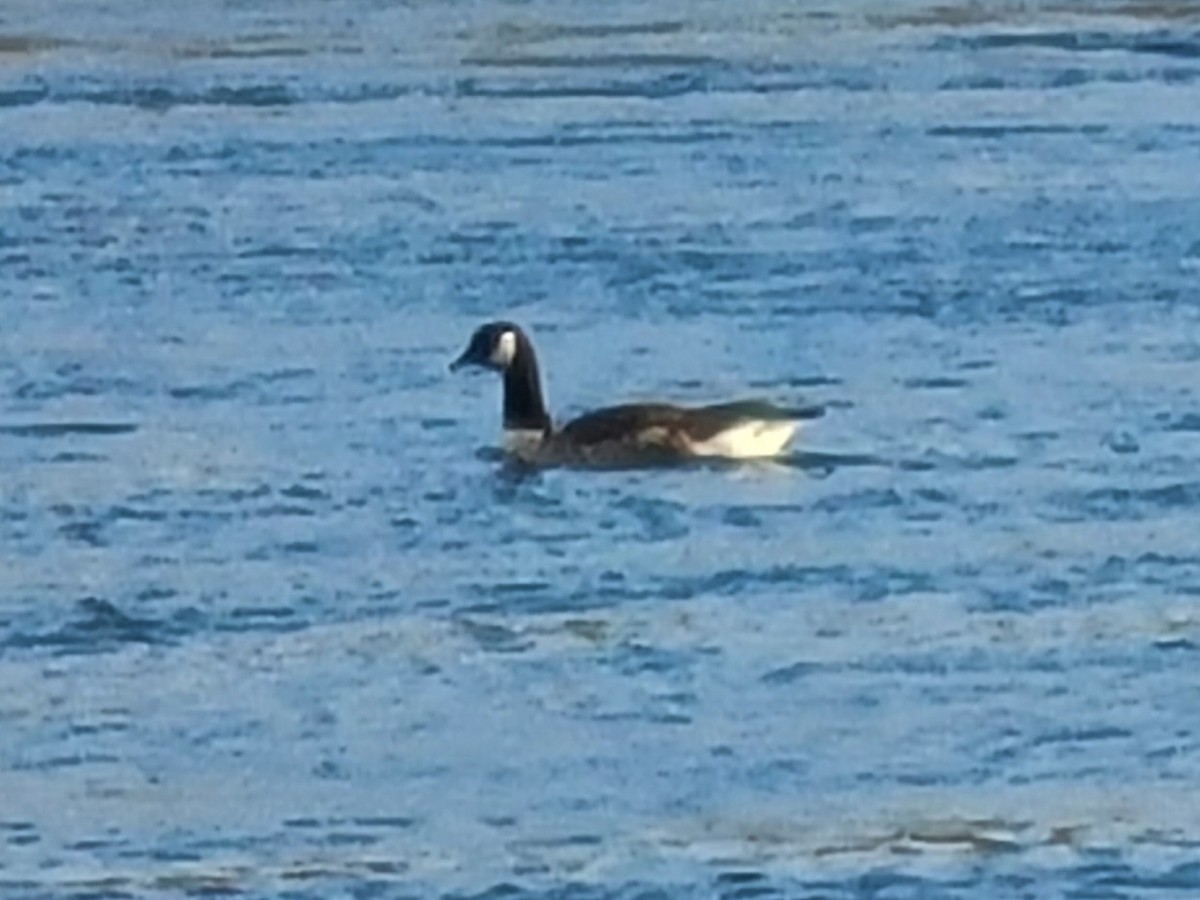 Barnacla Canadiense Grande - ML644996238