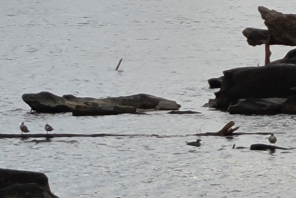 Mallard - ML644996265