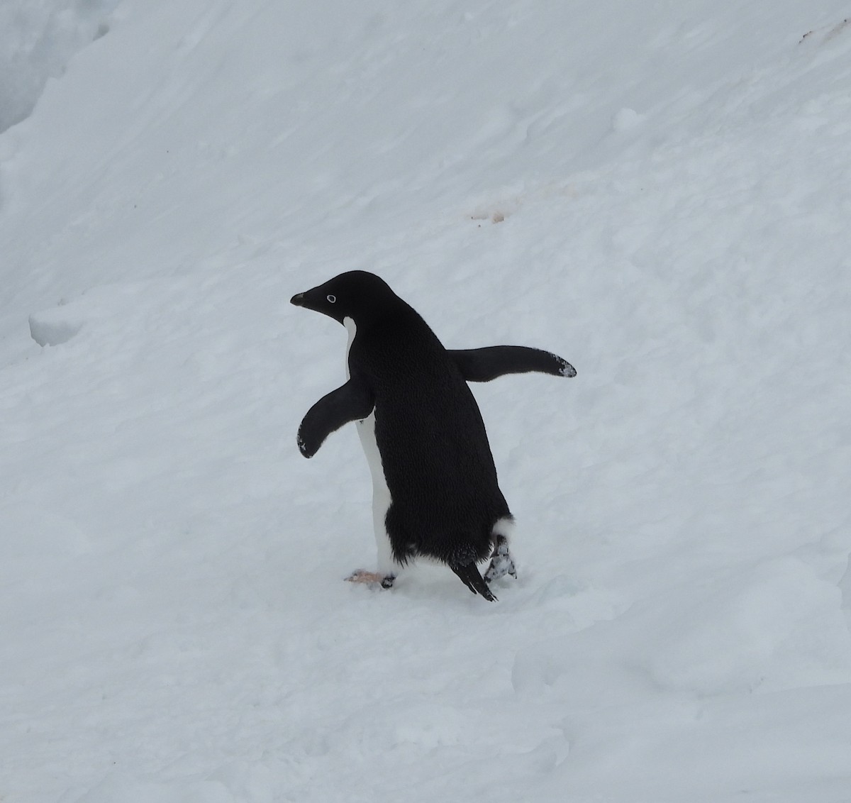 Adelie Penguin - ML644996267