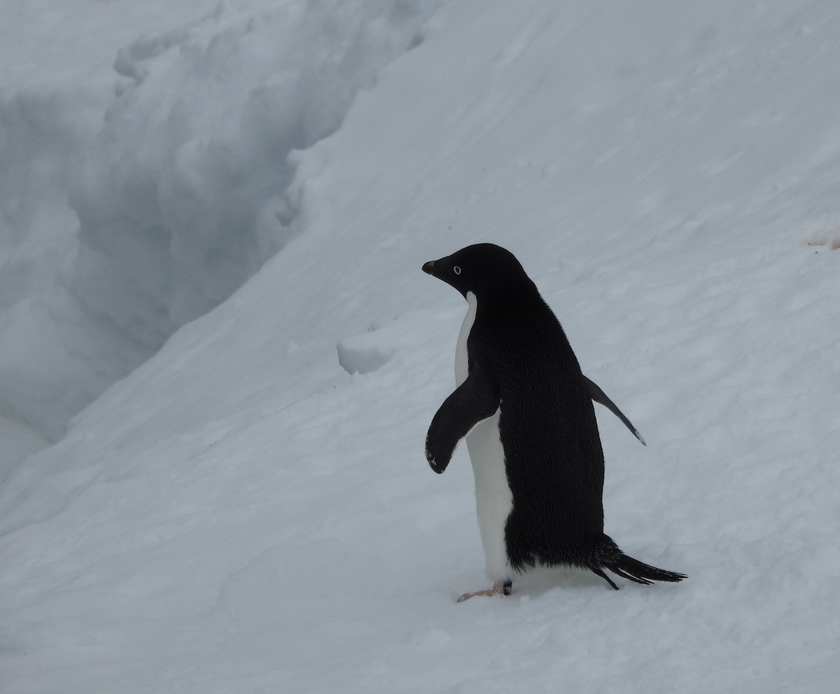 Adelie Penguin - ML644996268
