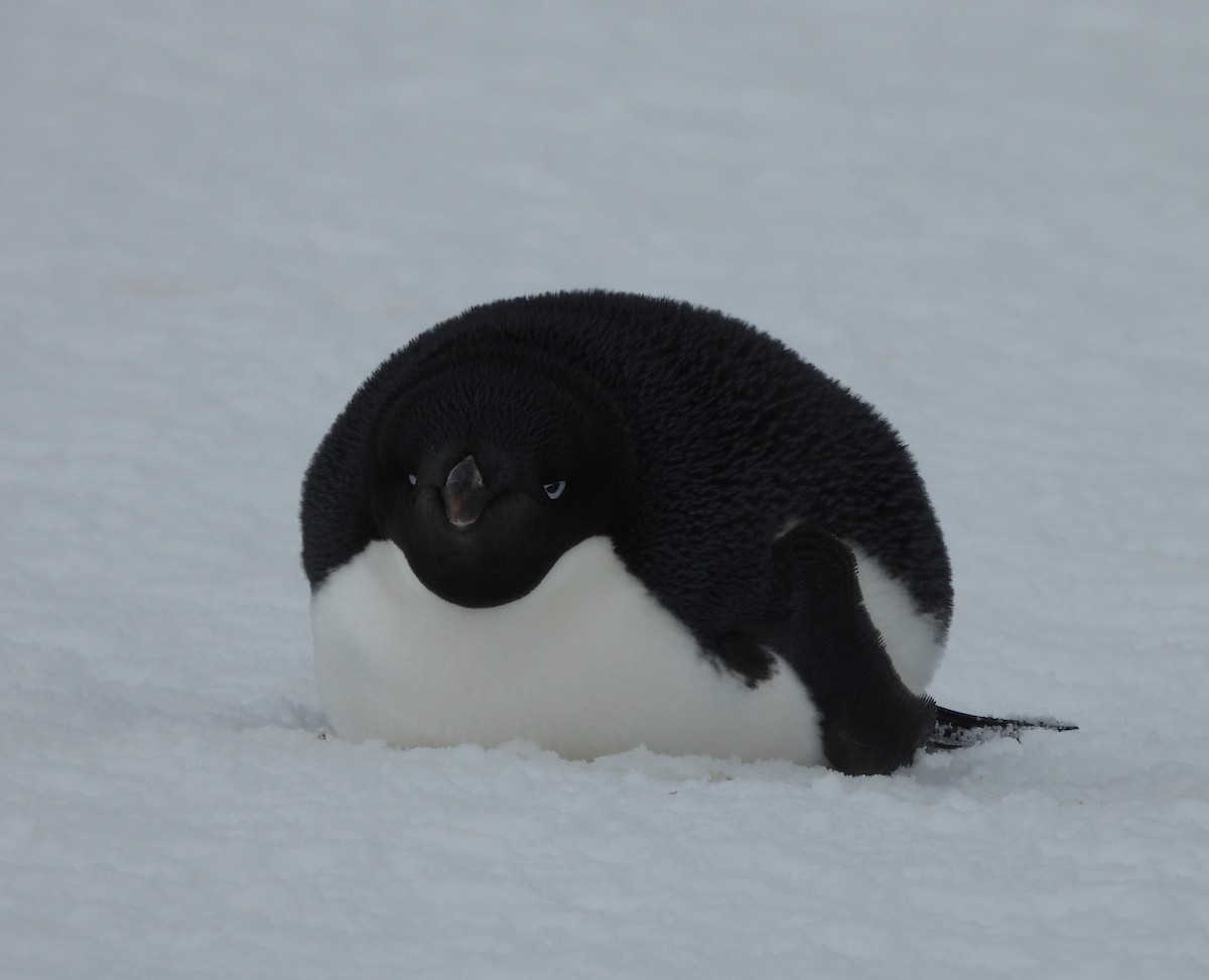 Adelie Penguin - ML644996269