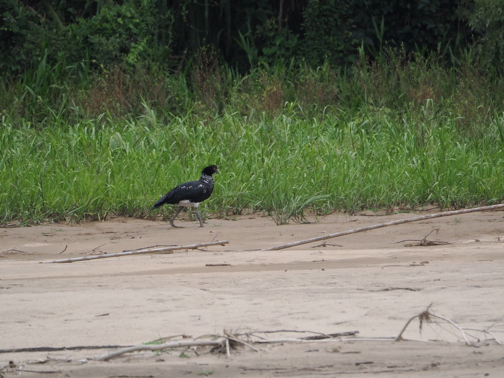 ツノサケビドリ - ML644996271