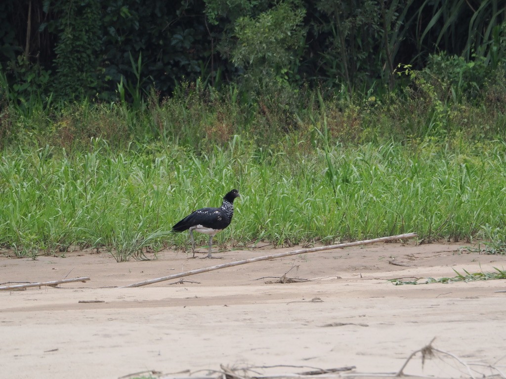 ツノサケビドリ - ML644996279