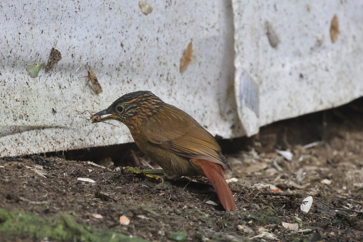 Lineated Foliage-gleaner - ML644996288