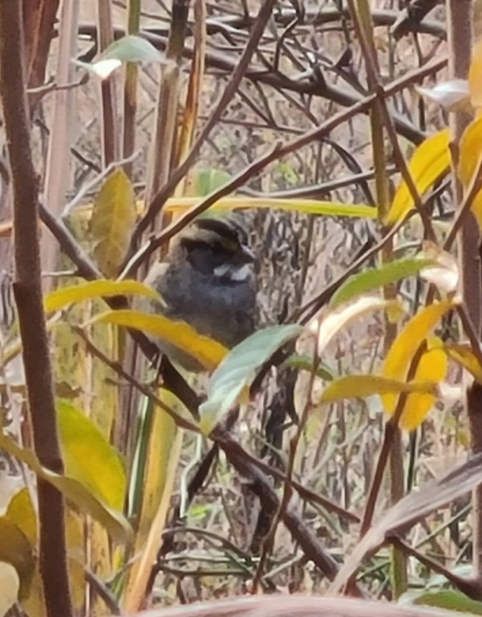 White-throated Sparrow - ML644996289