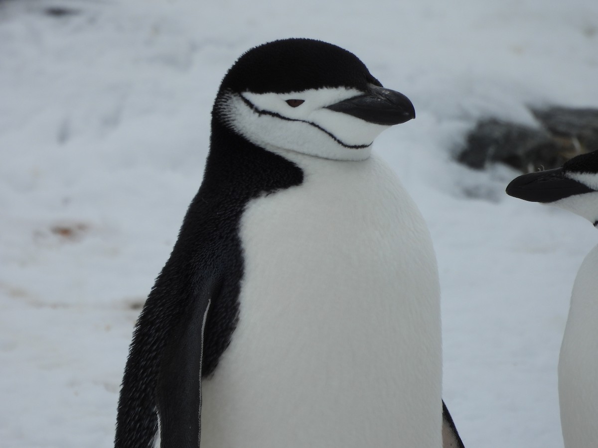 Chinstrap Penguin - ML644996295