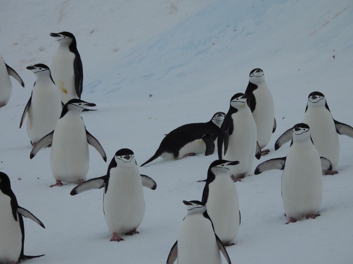 Chinstrap Penguin - ML644996296