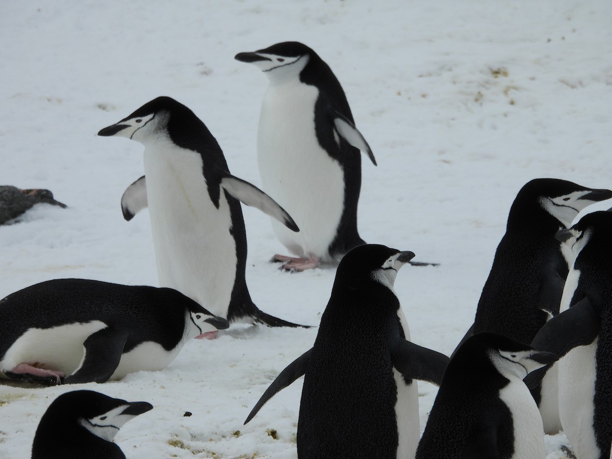 Chinstrap Penguin - ML644996297