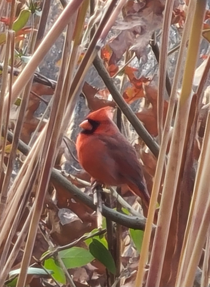 Northern Cardinal - ML644996300