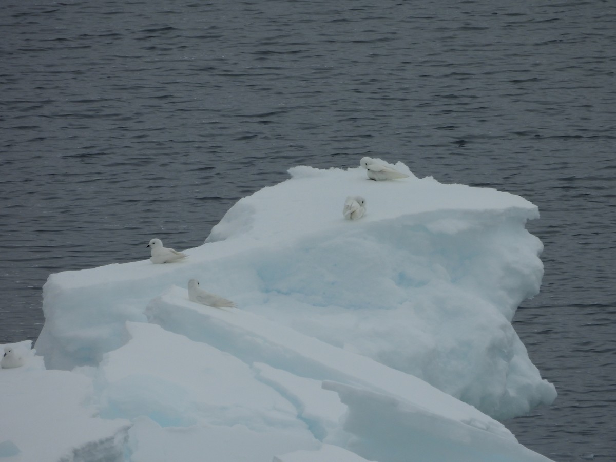 Snow Petrel - ML644996336