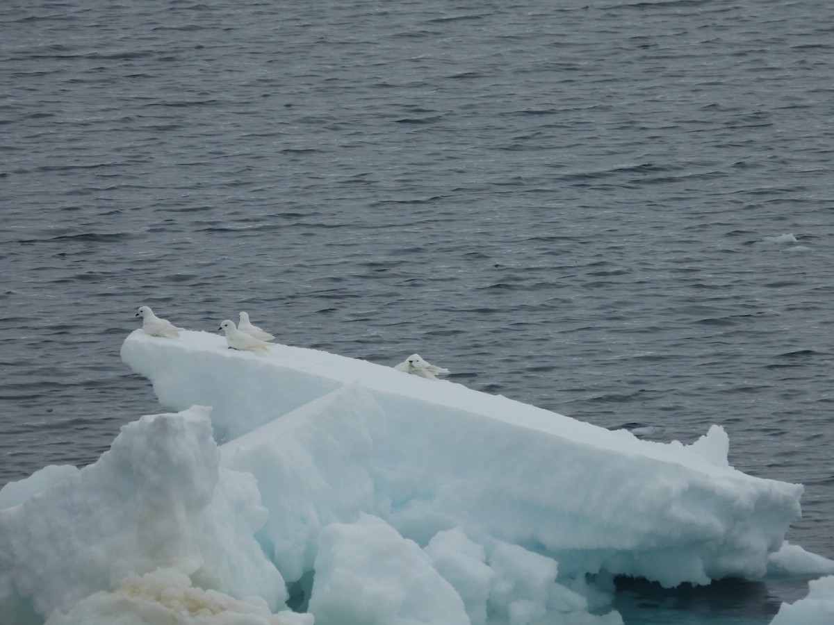 Snow Petrel - ML644996337