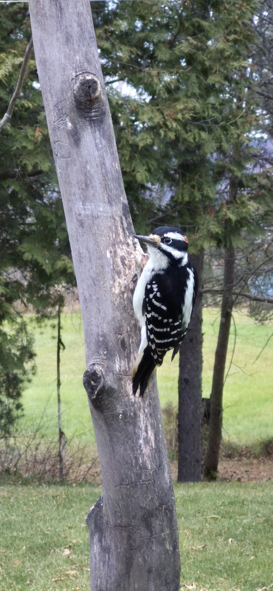 Hairy Woodpecker - ML644996347