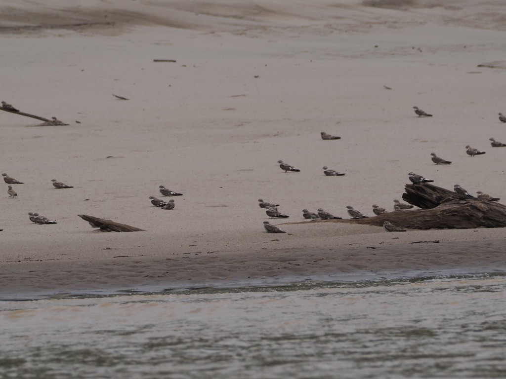 スナイロアメリカヨタカ - ML644996355